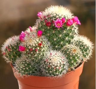 Mamilaria - kaktus meksykański - mieszanka gatunków