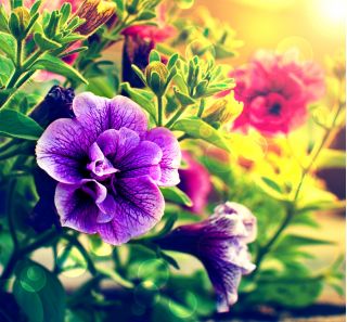 Petunia ogrodowa Polka F2 - o kwiatach pełnych