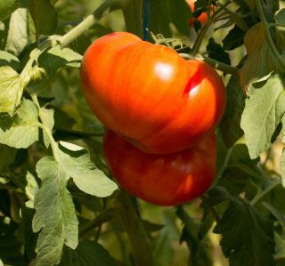 Pomidor Buffalosteak F1 - gruntowy i pod osłony, wysoki