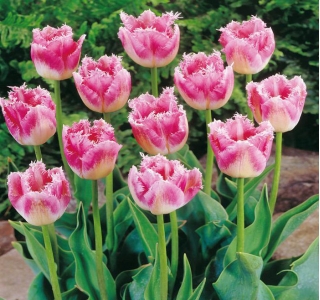 Tulipan Fancy Frills - duża paczka! - 50 szt.