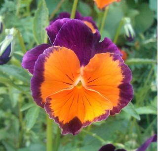 Bratek wielkokwiatowy - pomarańczowo-fioletowy Orange Violet