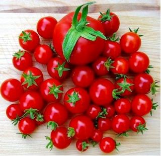 Pomidor Maskotka