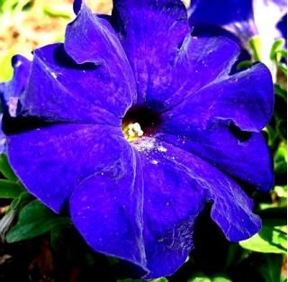 Petunia wielkokwiatowa - niebieska
