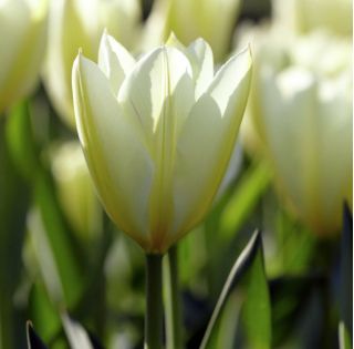 Tulipan niski - White Purissima - 5 szt.