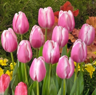 Tulipan Jumbo Beauty - duża paczka! - 50 szt.