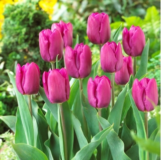 Tulipan purpurowy - Purple - duża paczka! - 50 szt.