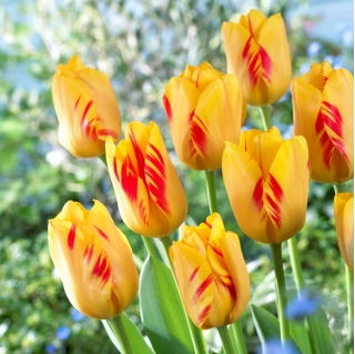 Tulipan Olympic Flame - duża paczka! - 50 szt.