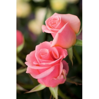 Róża wielkokwiatowa jasnoróżowa - sadzonka