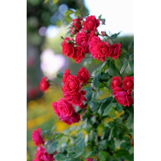 Róża rabatowa czerwona - sadzonka