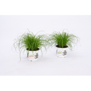 Ozdobna trawa dla kotów w doniczce - Cyperus Zumula - sadzonka 26 cm