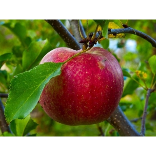 Jabłoń Szampion sadzonki
