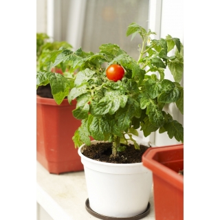 Pomidor balkonowy czerwony nasiona