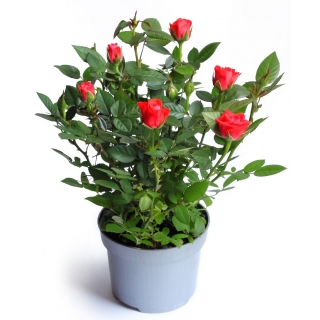 Róża miniaturowa czerwona sadzonki