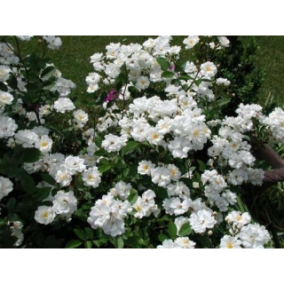 Róża miniaturowa biała sadzonki