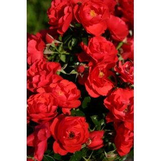 Róża okrywowa czerwona - sadzonka