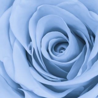 Róża wielkokwiatowa niebieska - sadzonka