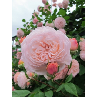 Róża pnąca jasnoróżowa - sadzonka