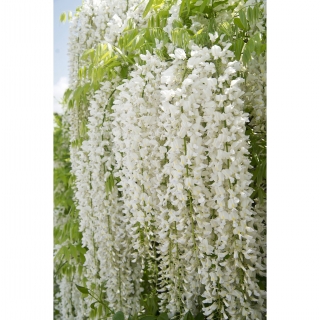 Wisteria biała - Glicynia chińska Alba - najpiękniejsze pnącze świata - duża sadzonka