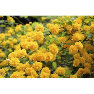 Złotlin japoński - Pleniflora - sadzonka