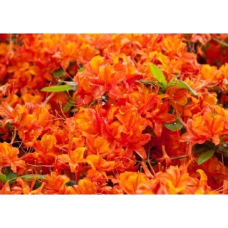 Rododendron pomarańczowy, azalia - Fireball - sadzonka