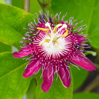 Męczennica różowa, Marakuja - Passiflora Victoria - sadzonka