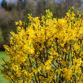 Forsycja pośrednia - Żółty, wiosenny krzew - sadzonka