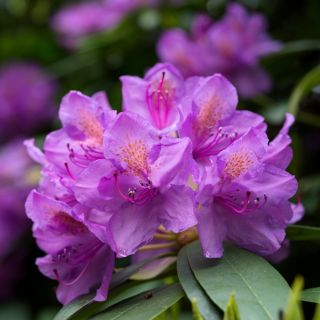 Rododendron różowo-liliowy, azalia - Boursault - sadzonka
