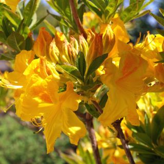 Rododendron żółty, azalia - Anneke - sadzonka