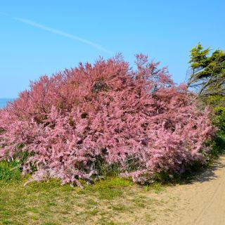 Tamaryszek - malowniczy, różowy krzew - sadzonka