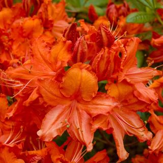 Rododendron pomarańczowy, azalia - Fireball - sadzonka