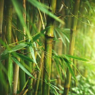 Bambus mrozoodporny