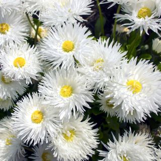 Złocień Crazy Daisy - o kwiatach półpełnych
