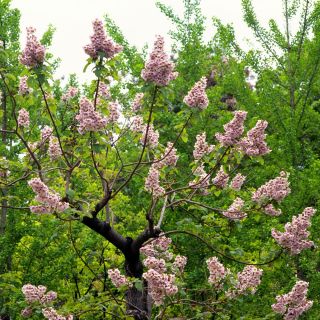 Paulownia omszona – Cesarskie drzewko szczęścia