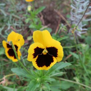 Bratek wielkokwiatowy – żółty z czarną plamą