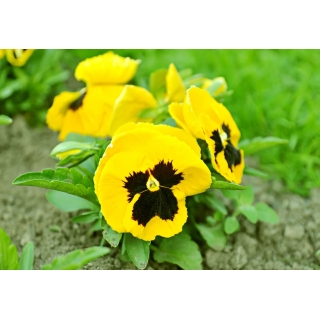 Bratek wielkokwiatowy – żółty z czarną plamą