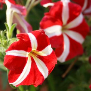 Petunia o kwiatach dwubarwnych czerwona
