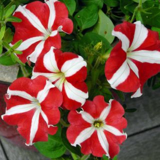 Petunia o kwiatach dwubarwnych czerwona