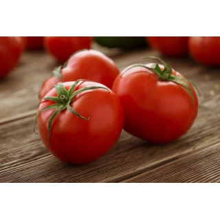 Pomidor wysoki – Adam F1