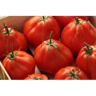 Pomidor – wysoki Red Pear