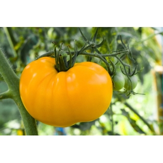 Pomidor Złoty Ożarowski