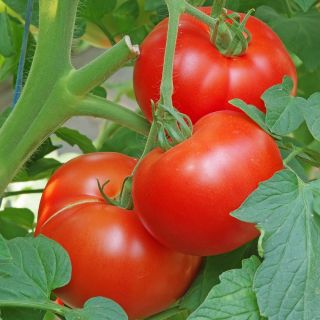 Pomidor Krakus