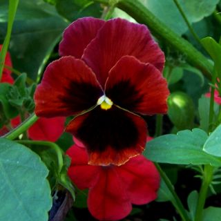 Bratek wielkokwiatowy - czerwony z czarną plamą