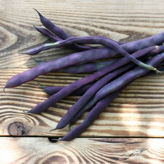 Fasola Purple Teepee - szparagowa, karłowa