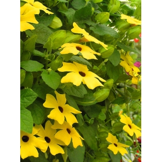 Tunbergia żółta