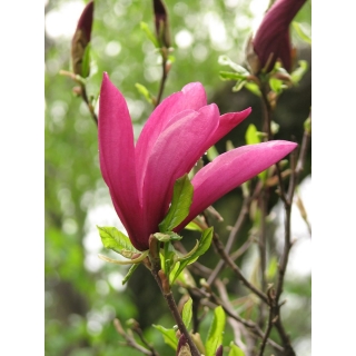 Magnolia ciemnoróżowa - Susan - duża sadzonka