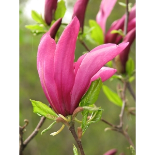 Magnolia ciemnoróżowa - Susan - duża sadzonka