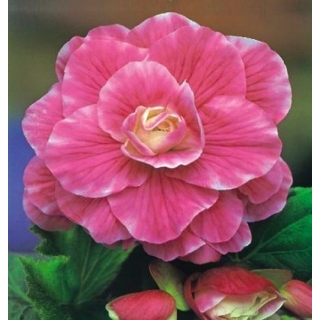 Begonia różowo-biała - Camellia