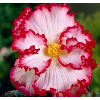 Begonia biało-czerwona - Marginata White