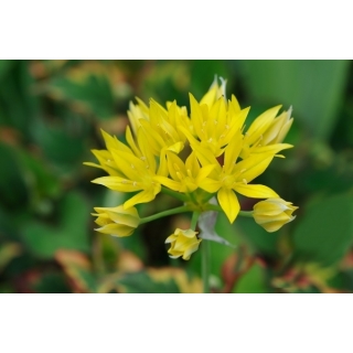 Czosnek złocisty - Allium moly - 20 szt.