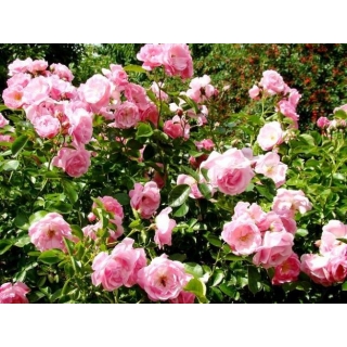 Róża okrywowa różowa - sadzonka